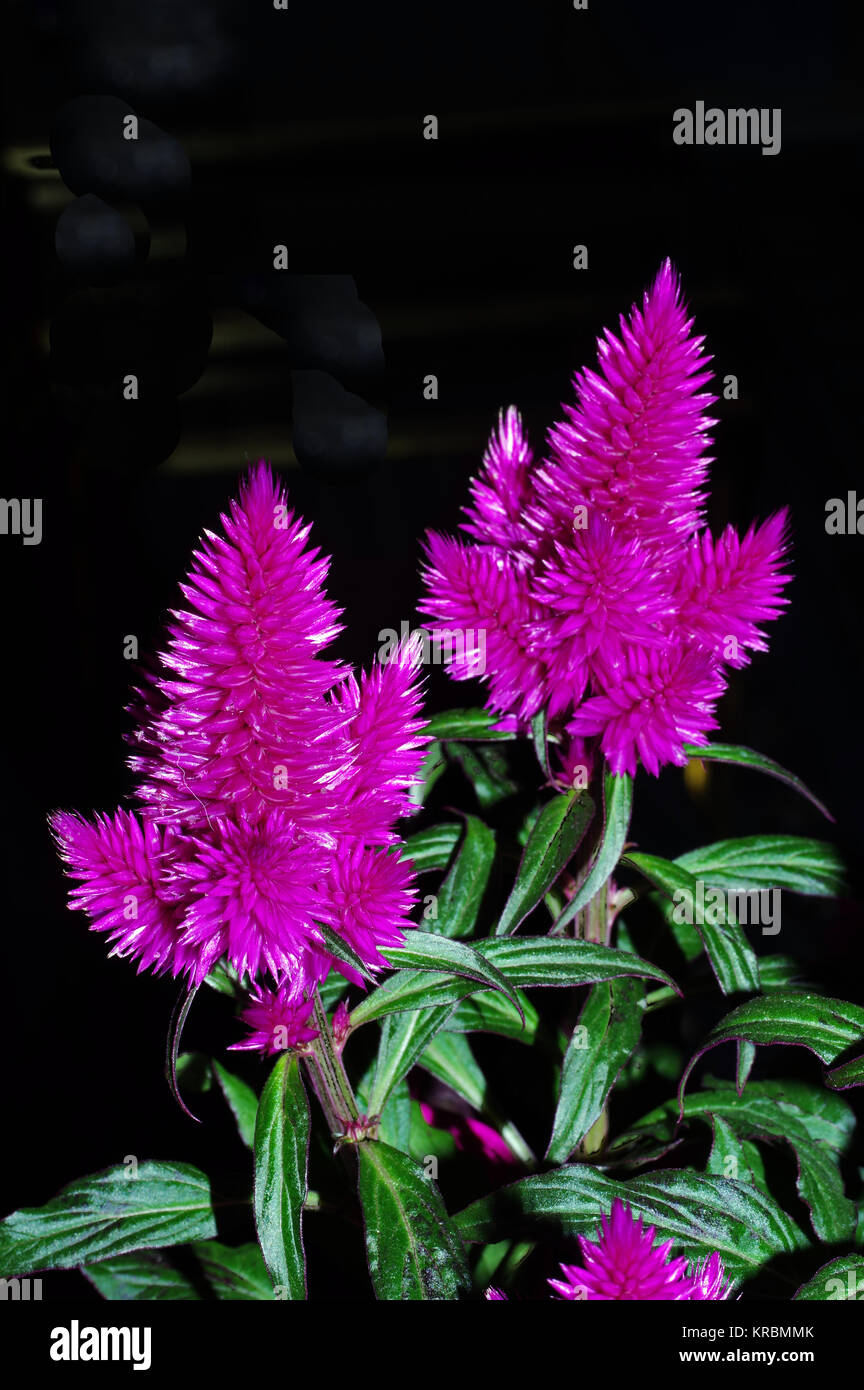 Celosia Caracas in der Nähe blühen- bis Stockfoto