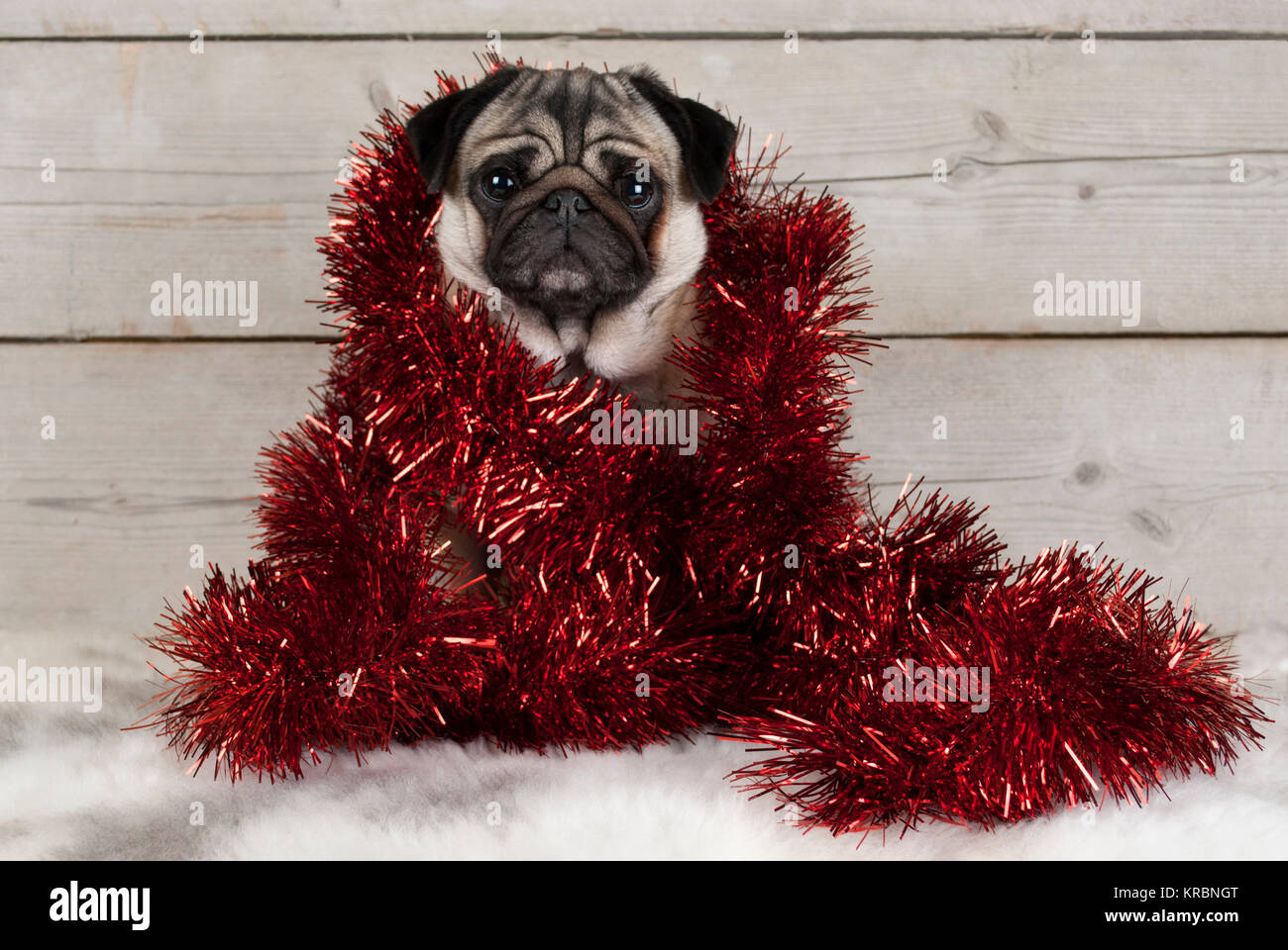 Süße Weihnachten mops Welpe Hund, Hinsetzen eingewickelt in rot Lametta auf Lammfell, mit Vintage Holz- Hintergrund Stockfoto
