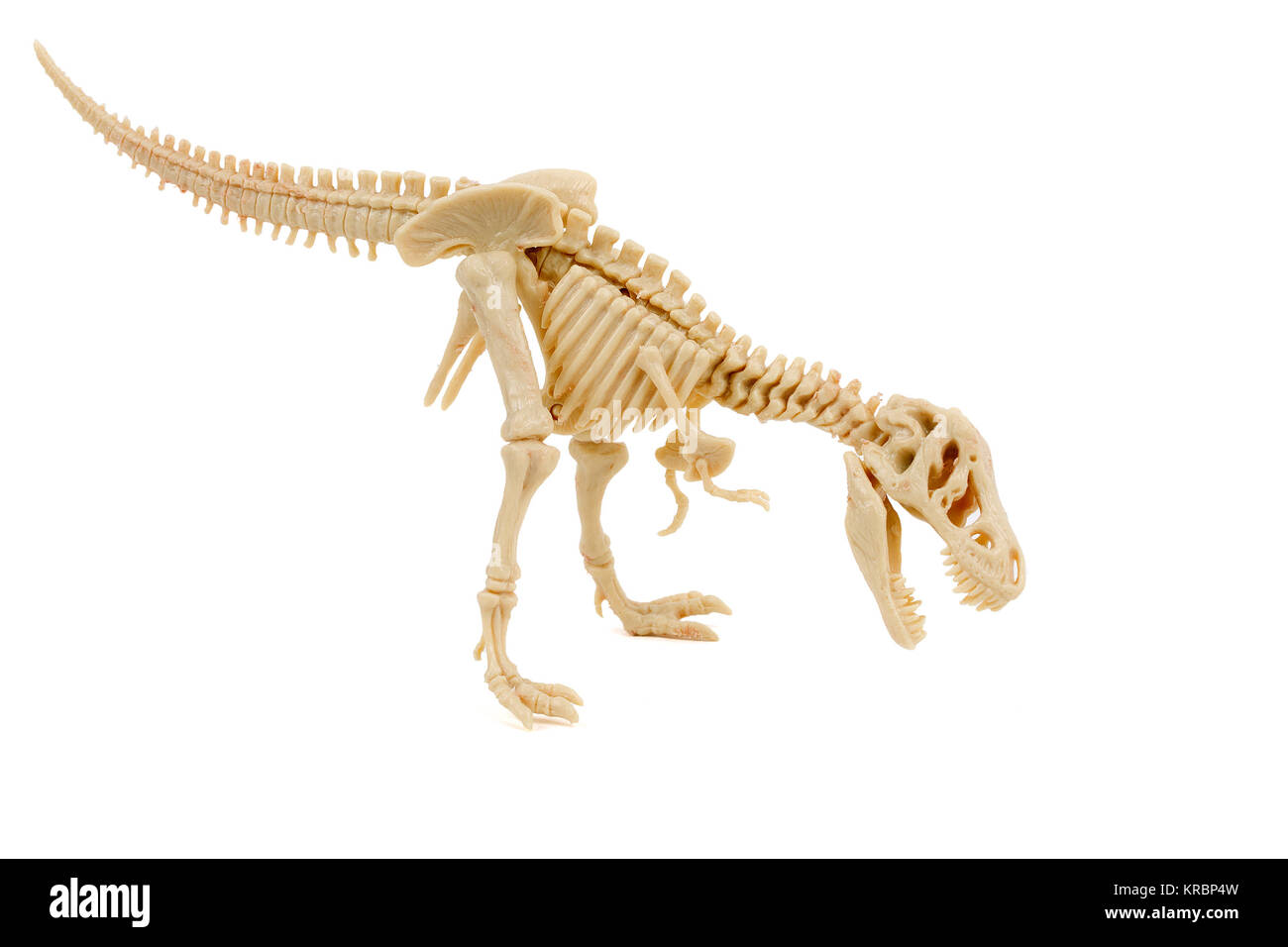 T-Rex Skelett auf einem weißen Hintergrund Stockfoto