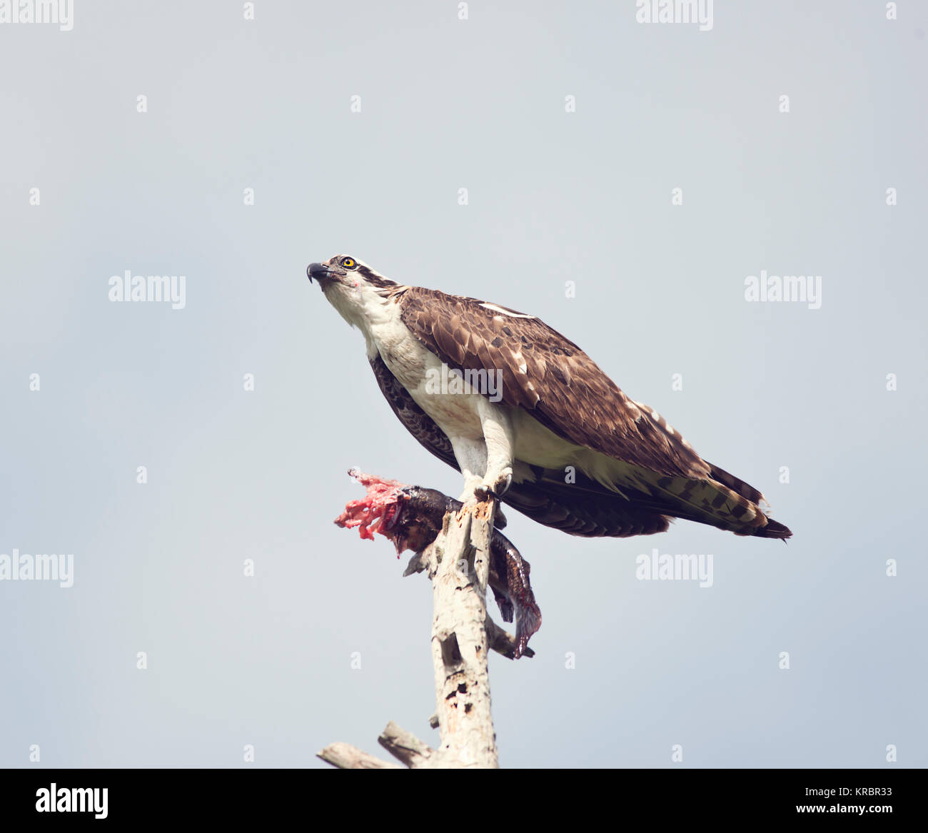 Fischadler ernähren sich von Fisch Stockfoto