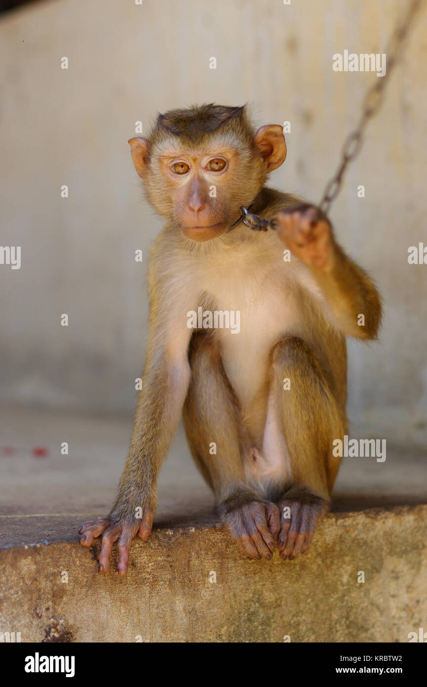 Junge braune Macaca Affe in Ketten in Thailand Stockfoto