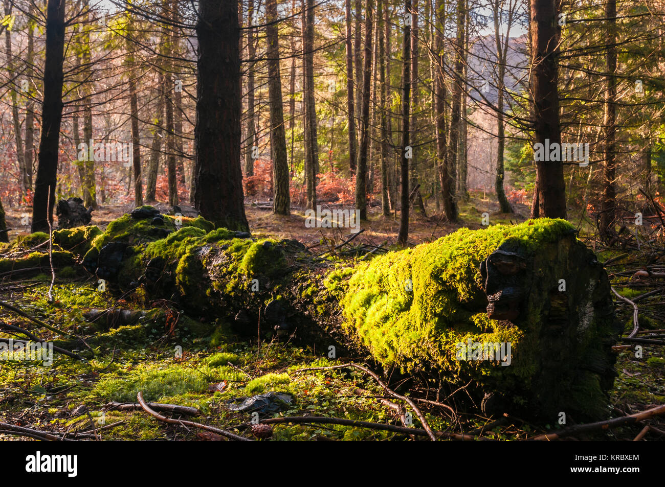 Eine Landschaft Bild eines gefallenen Baum tief in Faskally Wood in der Nähe von Pitlochry, Perth und Kinross, Schottland. Dezember 2011. Stockfoto