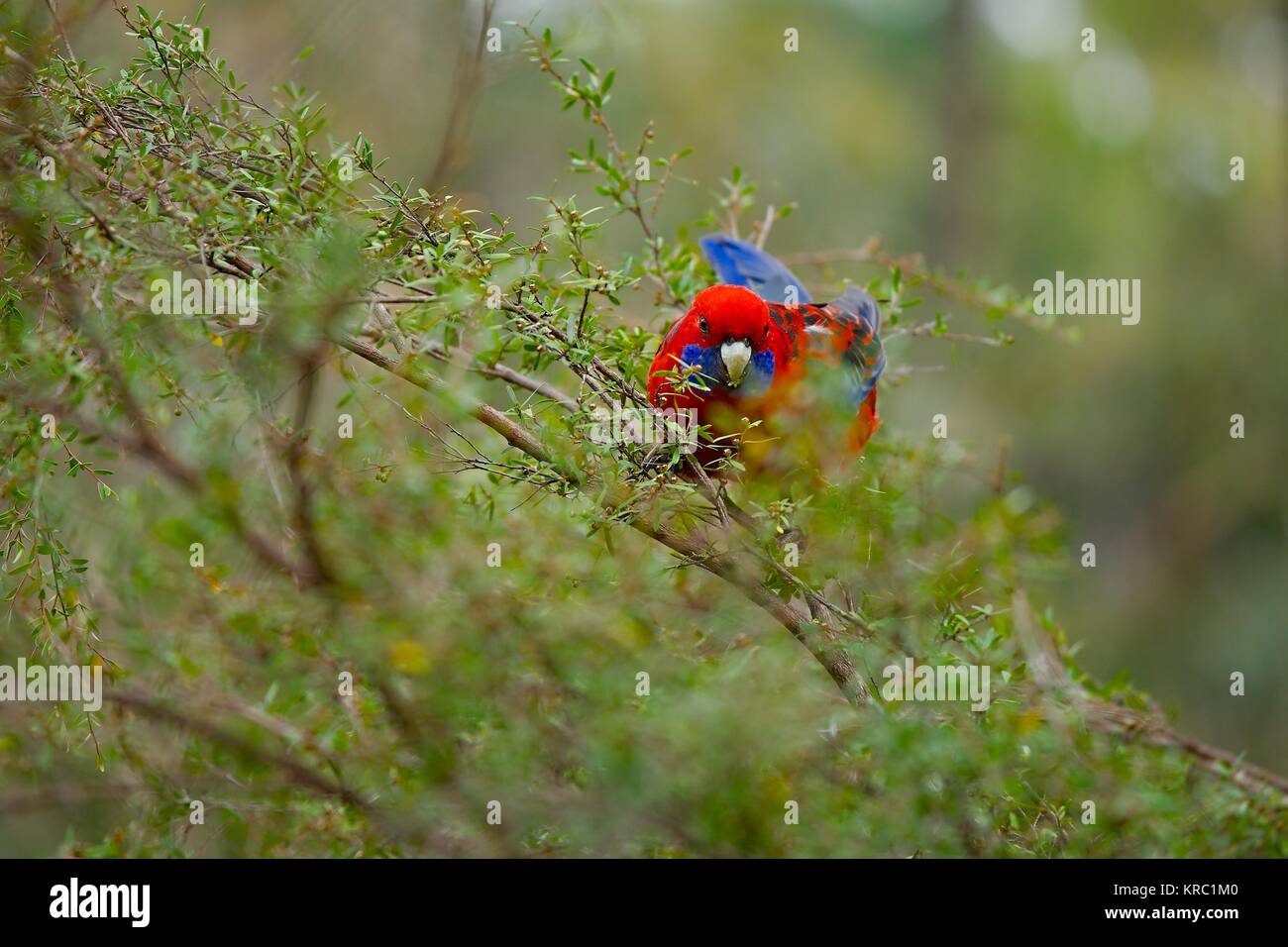Papagei im Wald Stockfoto