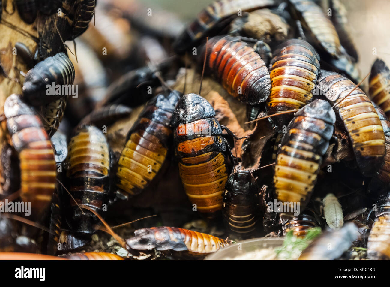 Große Haufen der Natur Insekten Käfer oder Fehler Stockfoto