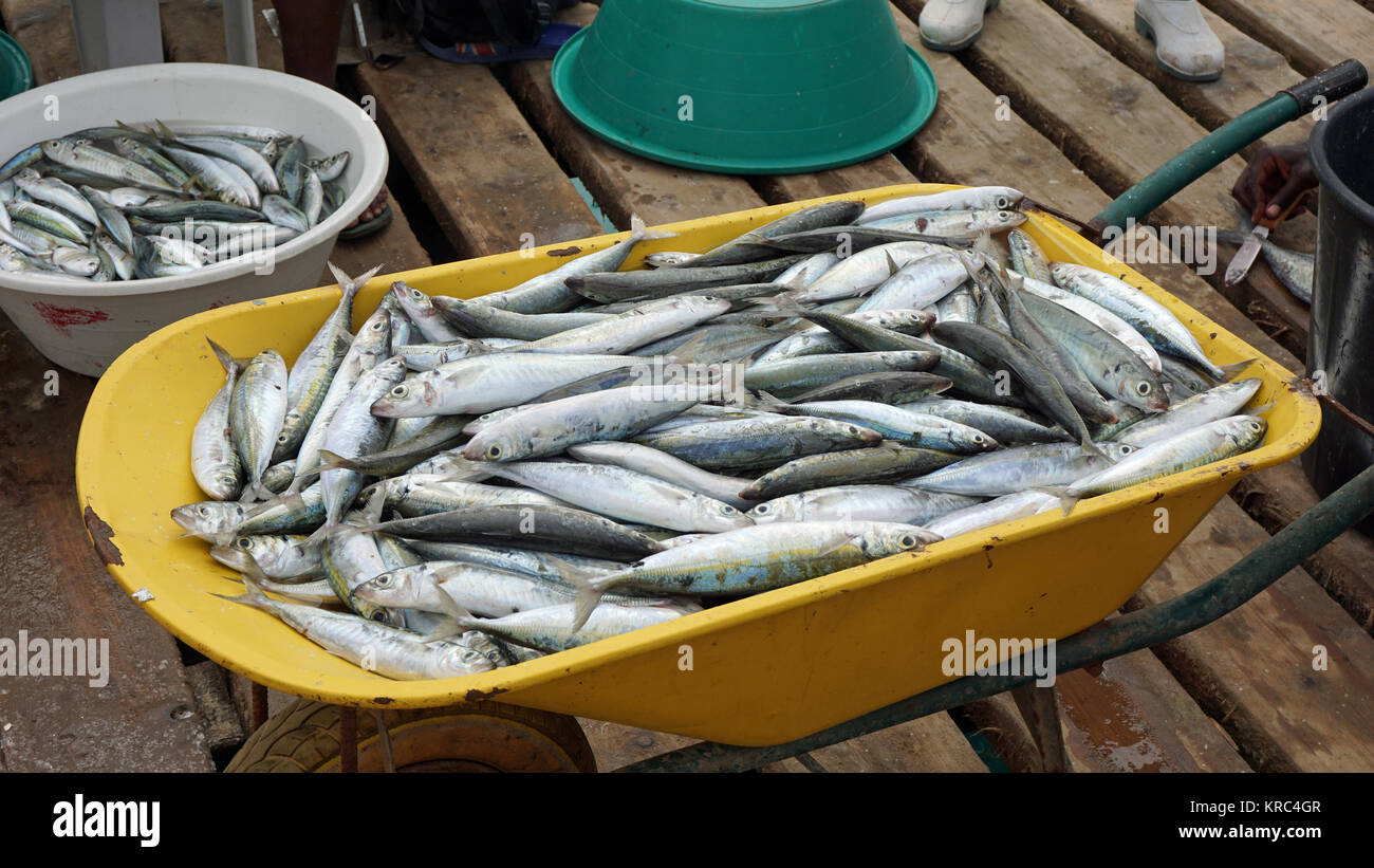 Frischer Fisch aus Kap Verden Stockfoto