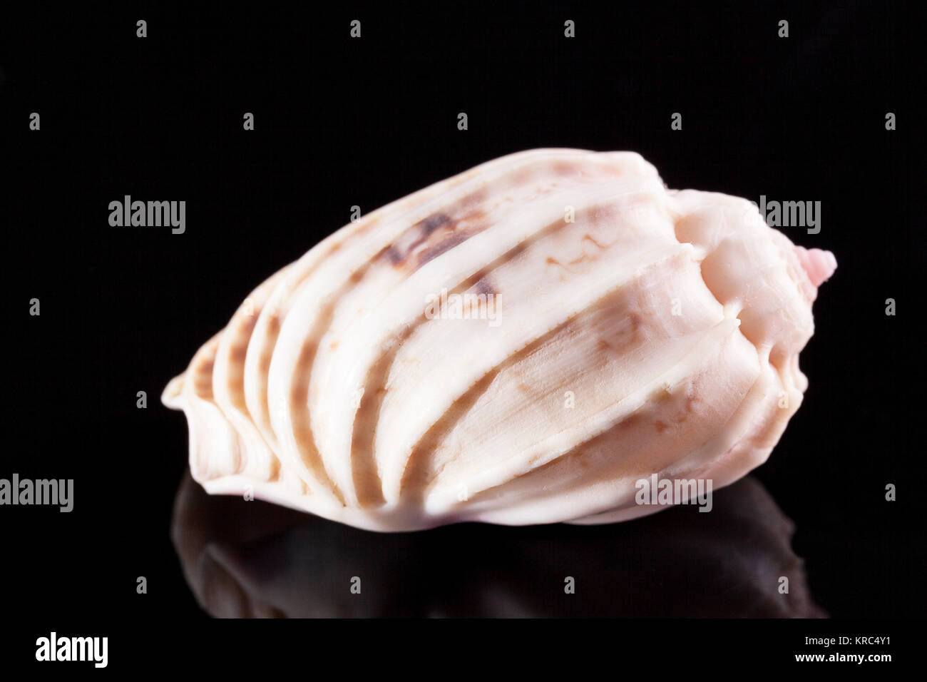 Single Sea Shell marine Snail solated auf schwarzem Hintergrund Stockfoto