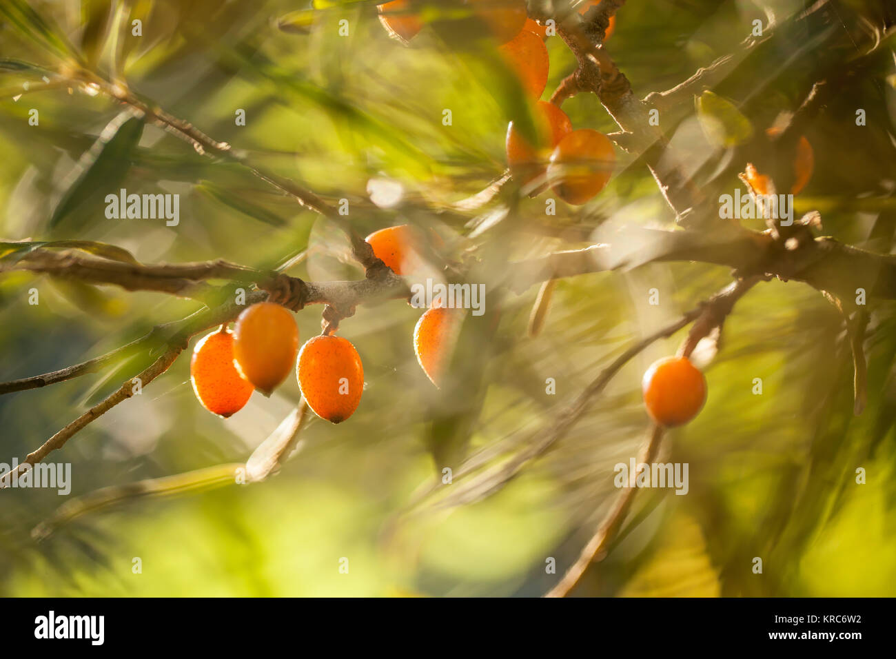 Sanddorn (Hippophae rhamnoides) Stockfoto