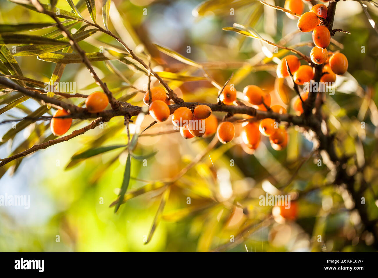 Sanddorn (Hippophae rhamnoides) Stockfoto