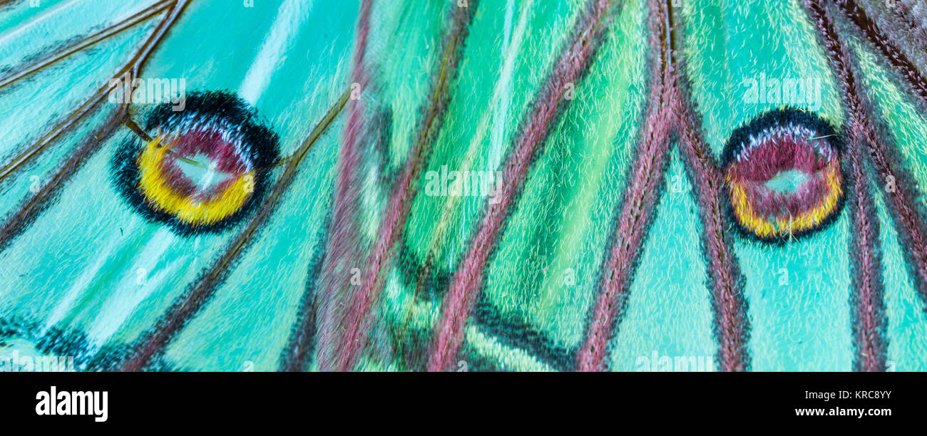 Detail der Halmbruchkrankheit (manchmal Ocellus) - Ocelo, MARIPOSA ISABELINA - SPANISCH MOON MOTH Spanisch (Graellsia isabellae) Stockfoto