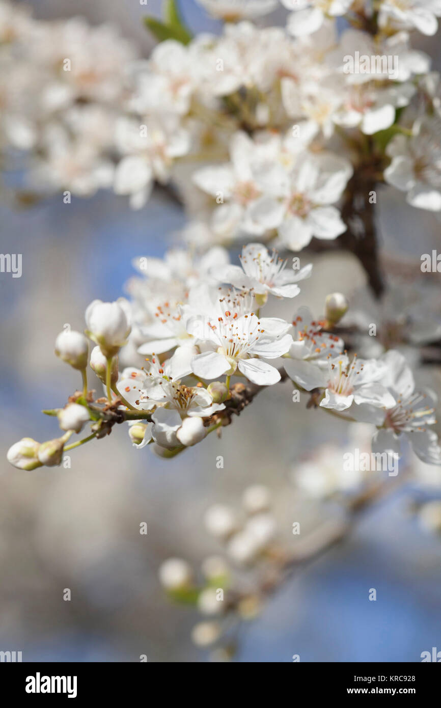 Pflaume, Prunus domestica, weißen Blüten wachsen am Baum outdoor. Stockfoto