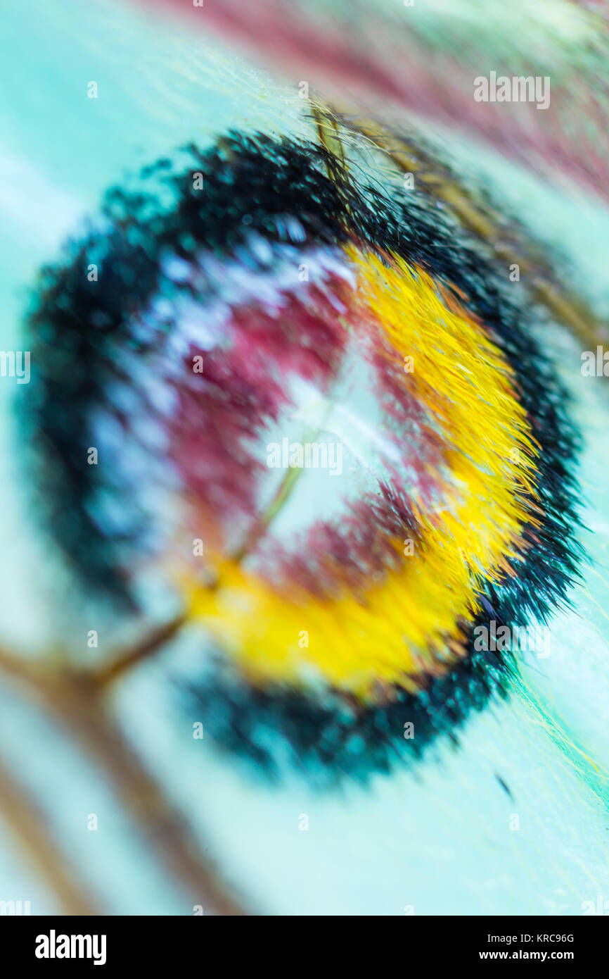 Detail der Halmbruchkrankheit (manchmal Ocellus) - Ocelo, MARIPOSA ISABELINA - SPANISCH MOON MOTH Spanisch (Graellsia isabellae) Stockfoto