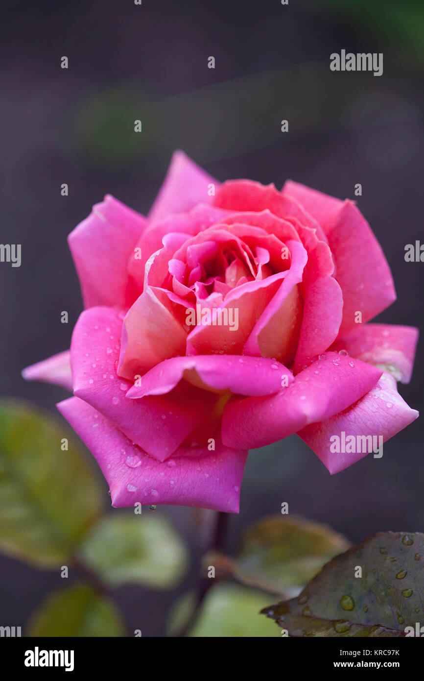 Rose, Rosa, in der Nähe von Rosa gefärbten Blüten wachsen im Freien zeigen Muster der Blütenblätter. Stockfoto