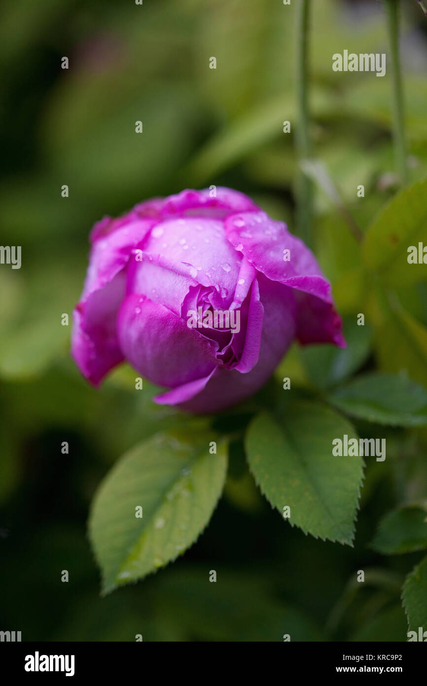 Kalanchoe, Bulgarische Öl Rose, Seitenansicht von mauve farbige Knospe wächst Outdoor. Stockfoto