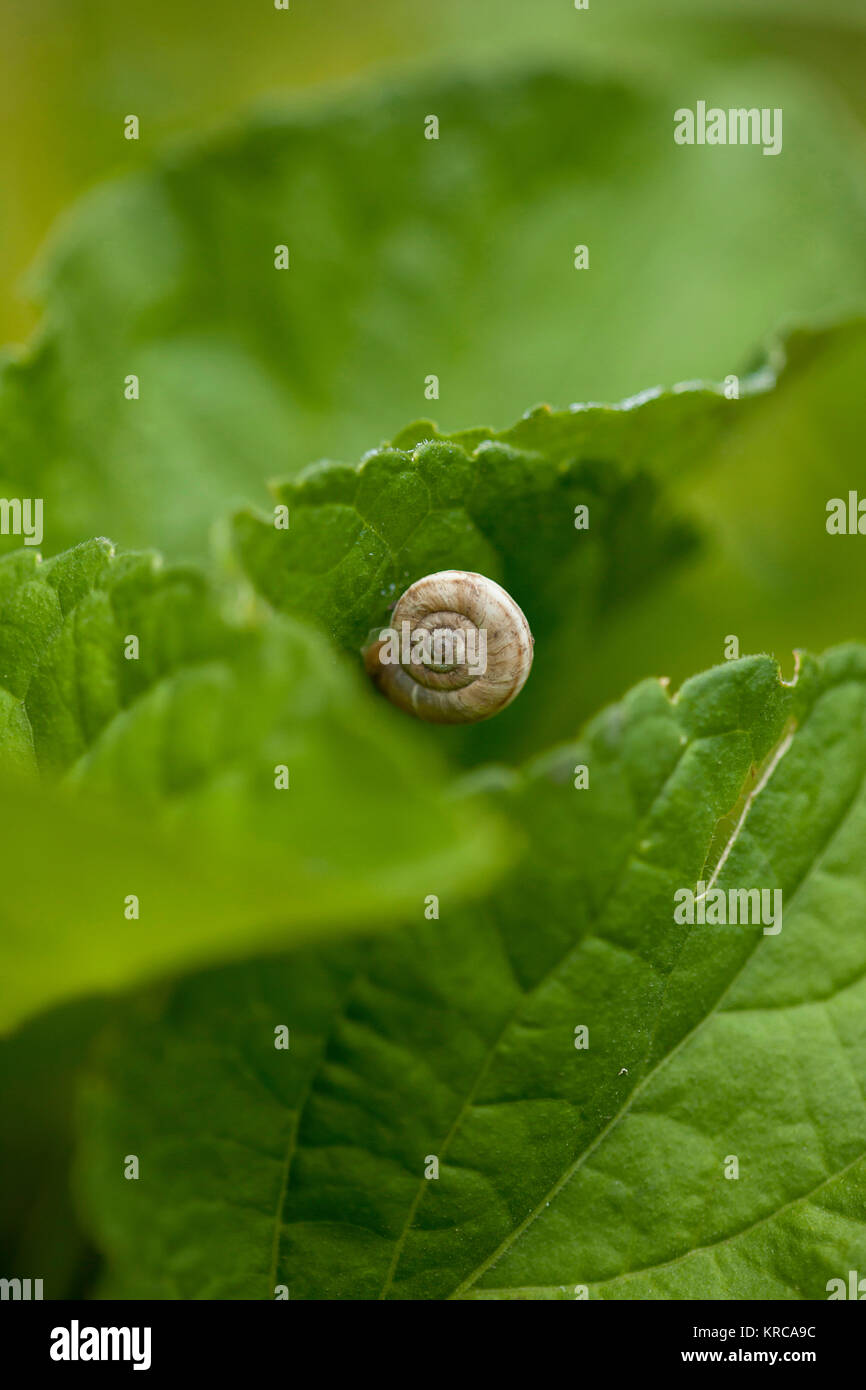 Sonnenblume, Helianthus, Schnecke auf grünem Laub. Stockfoto