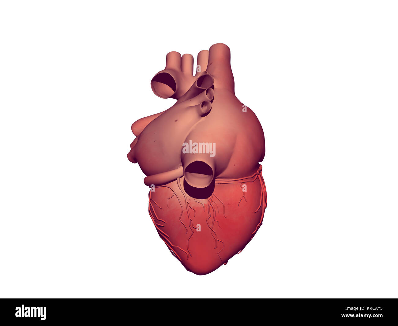 Herz Kreislauf Nutzen Stockfotos Und Bilder Kaufen Alamy