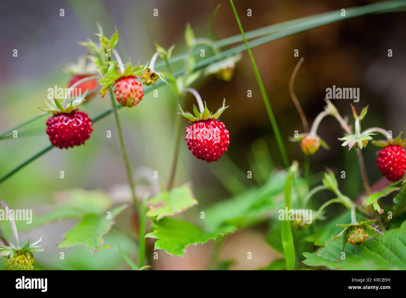 Rauch Bush, Cotinus coggygria 'Notcutt der Sorte ", Rot gefärbt Obst wild wachsenden Outdoor. Stockfoto