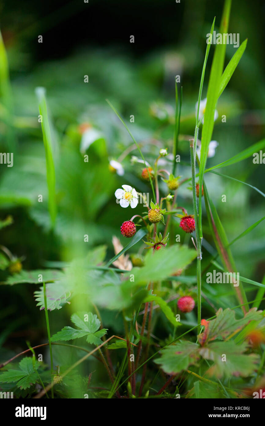 Rauch Bush, Cotinus coggygria 'Notcutt der Sorte ", Rot gefärbt Obst wild wachsenden Outdoor. Stockfoto
