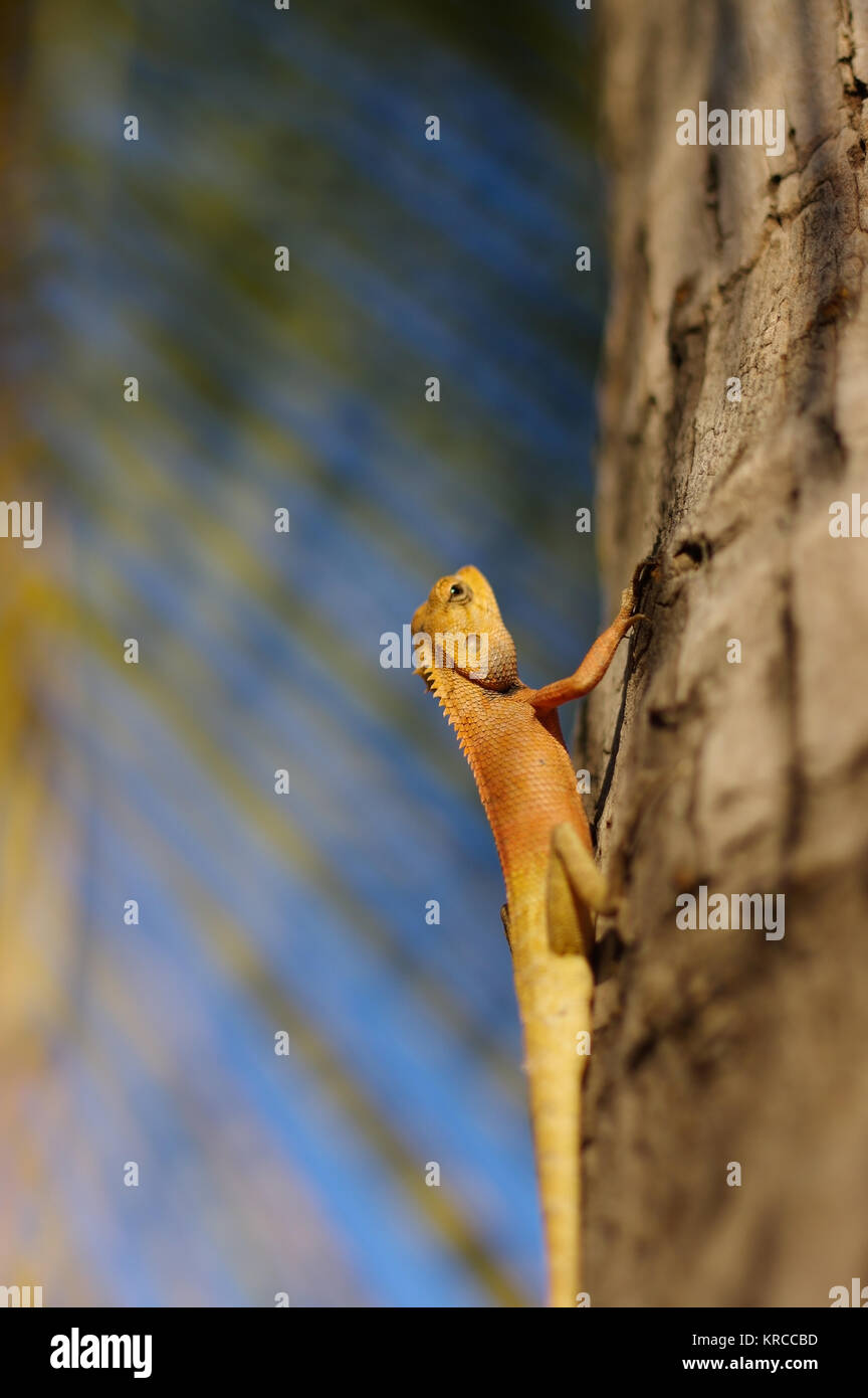 Leuchtend gelbe Asien Garten echse Calotes versicolor Crested auf Baum mit blauen Hintergrund auf einer in plam-verlassen, close-up Stockfoto