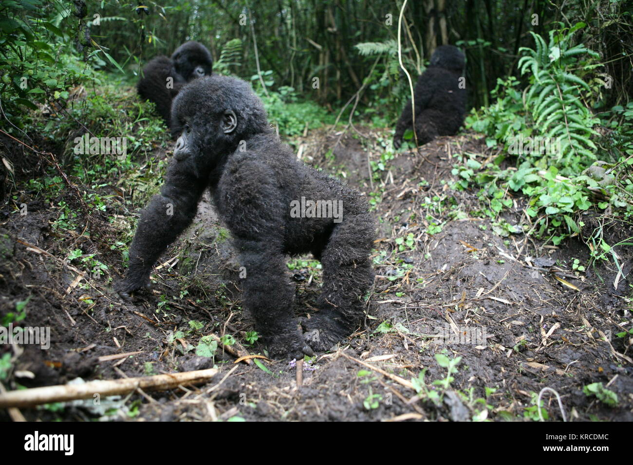 Gorilla-Wildtier Ruanda Afrika Tropenwald Stockfoto