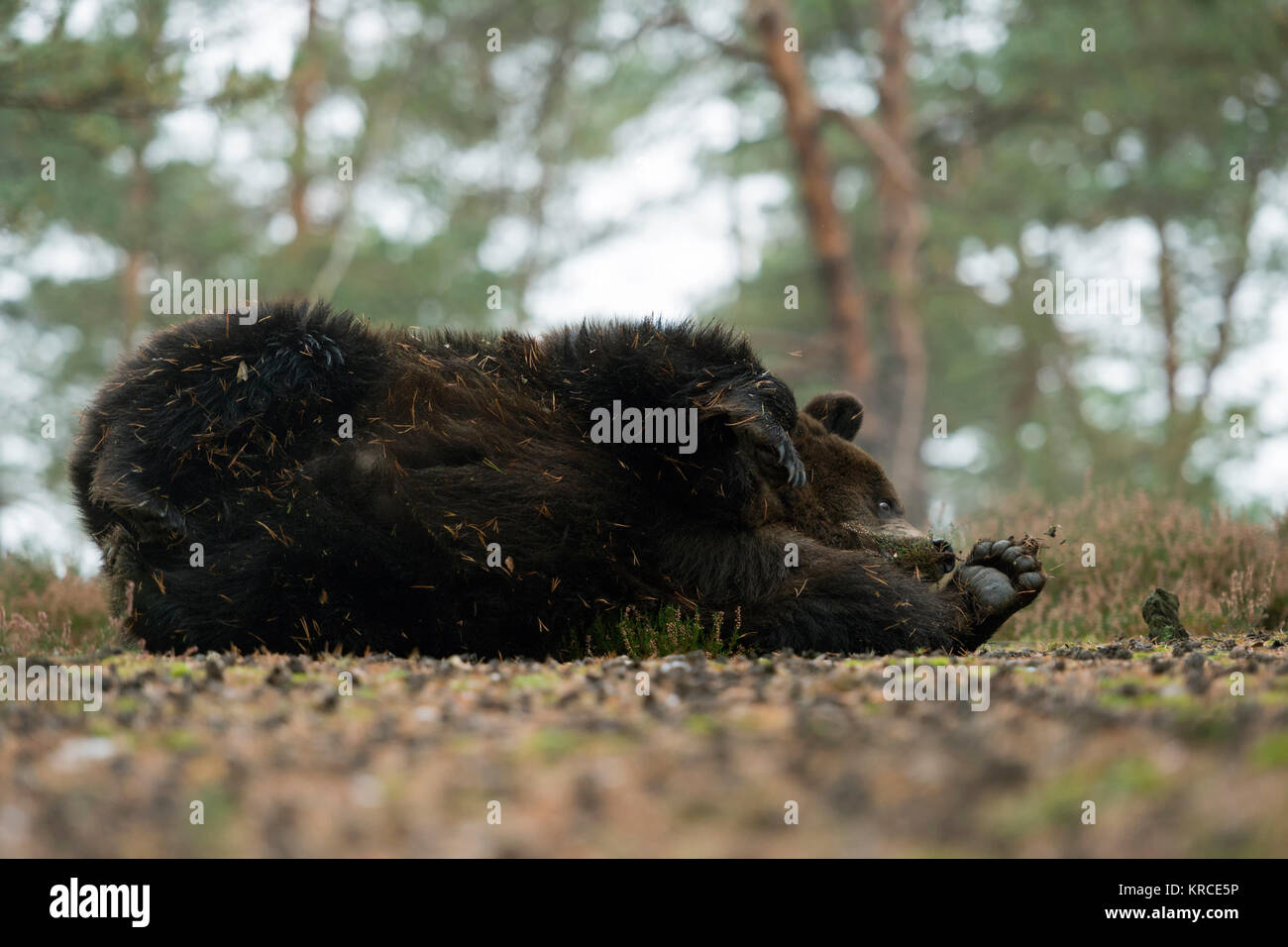 Europäische Braunbär (Ursus arctos), verspielten jungen Heranwachsenden, der lag auf seiner Seite, sein Körper Kratzen am Boden, sieht lustig, Europa. Stockfoto