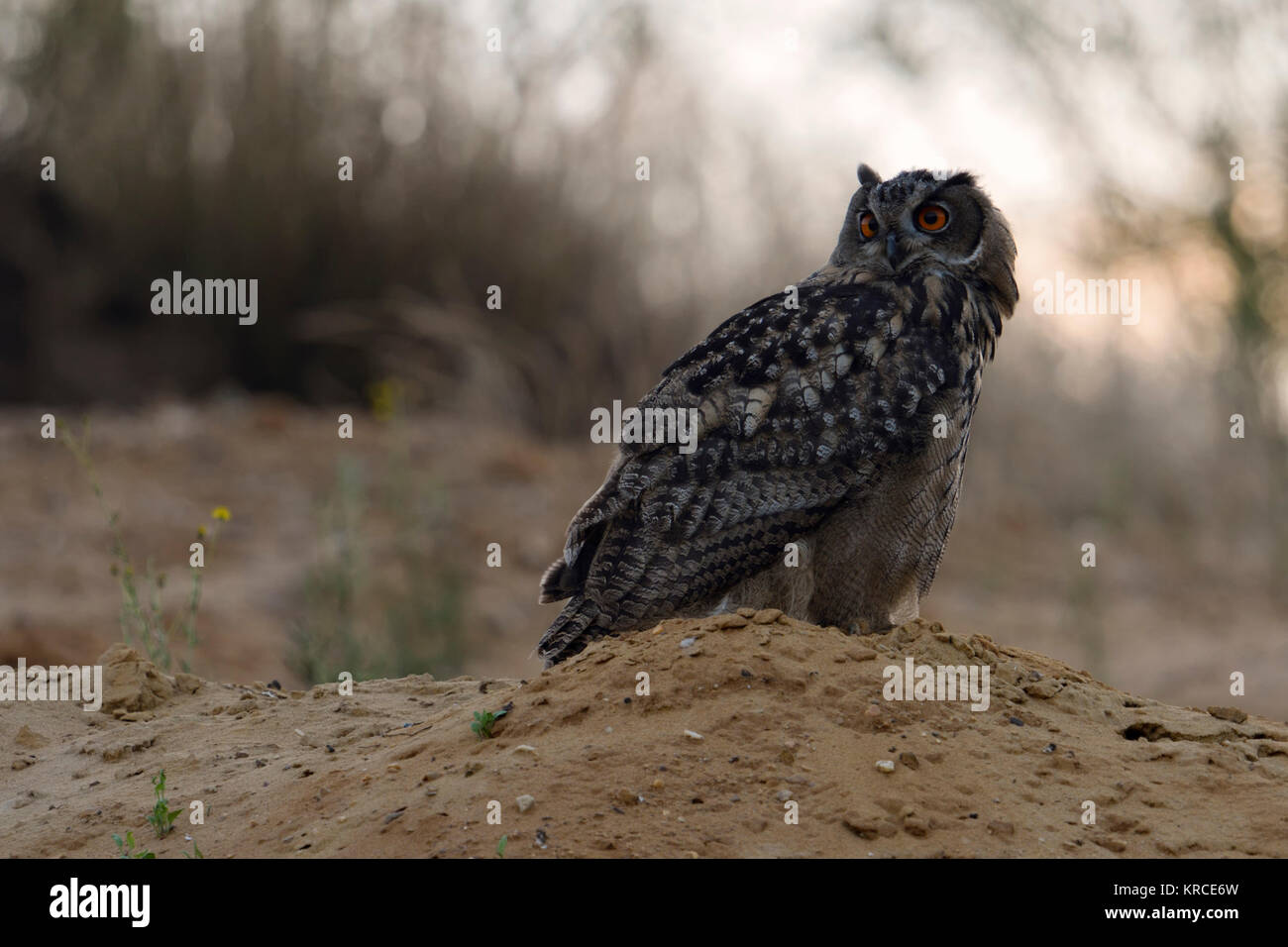 Uhu (Bubo bubo), jungen Vogel, sitzt auf einem kleinen Hügel, drehen den Kopf, in der Dämmerung, weiches Licht, Natur, Tierwelt, Europa. Stockfoto