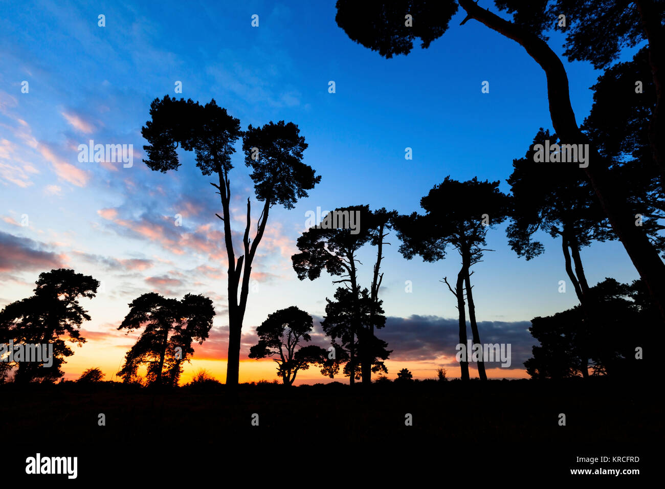 Silhouette der hohen föhren Bäume bei Sonnenuntergang Stockfoto