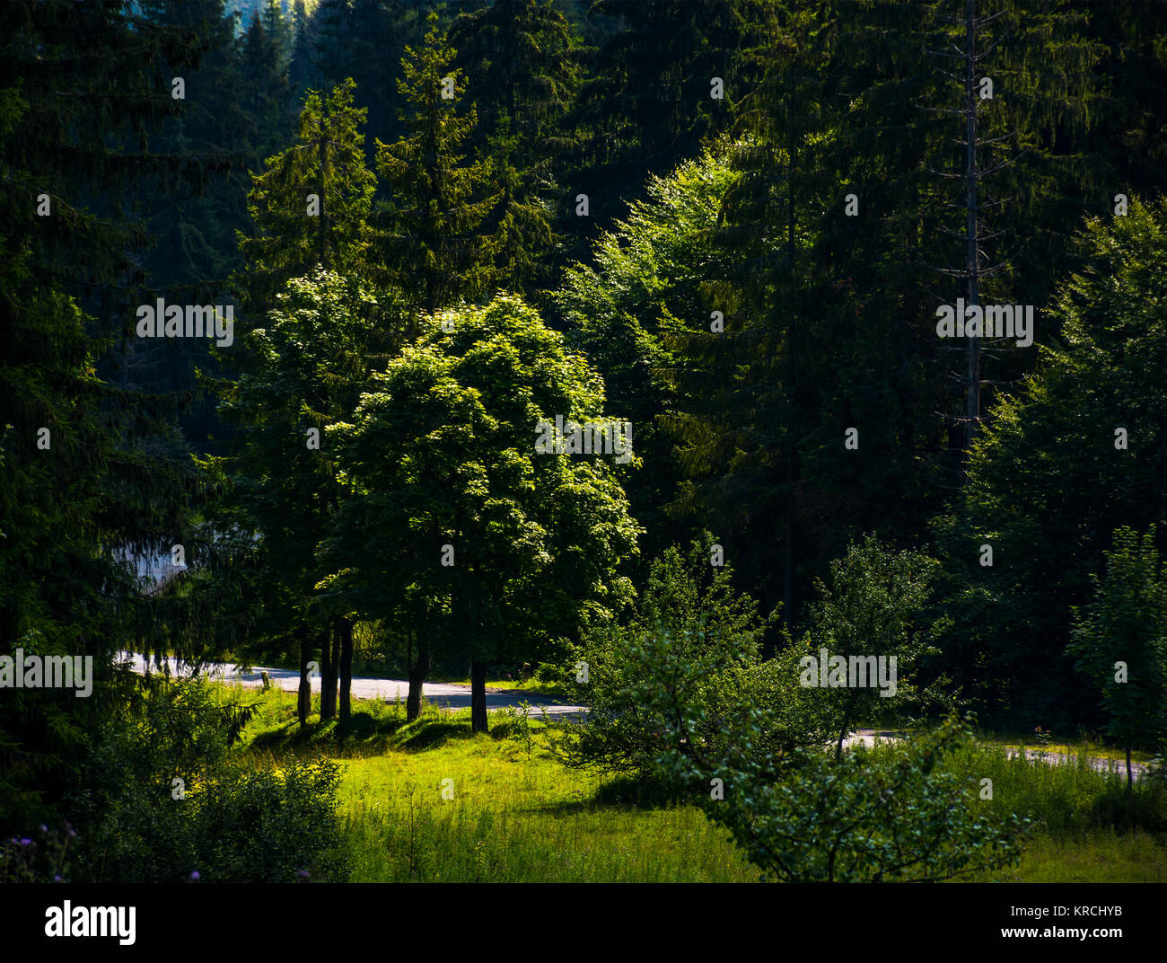 Lichtpunkt auf einige Bäume im Wald. schönen Sommer Natur Landschaft von Transkarpatien. Stockfoto