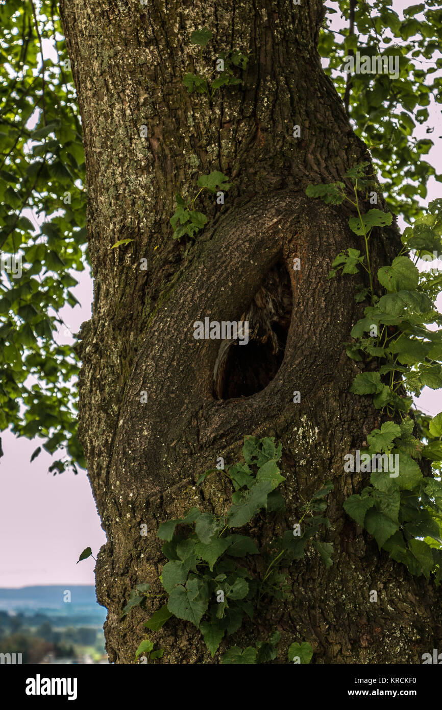 Einzelner Baum Rinde von einem Baum im Park Stockfotografie Alamy