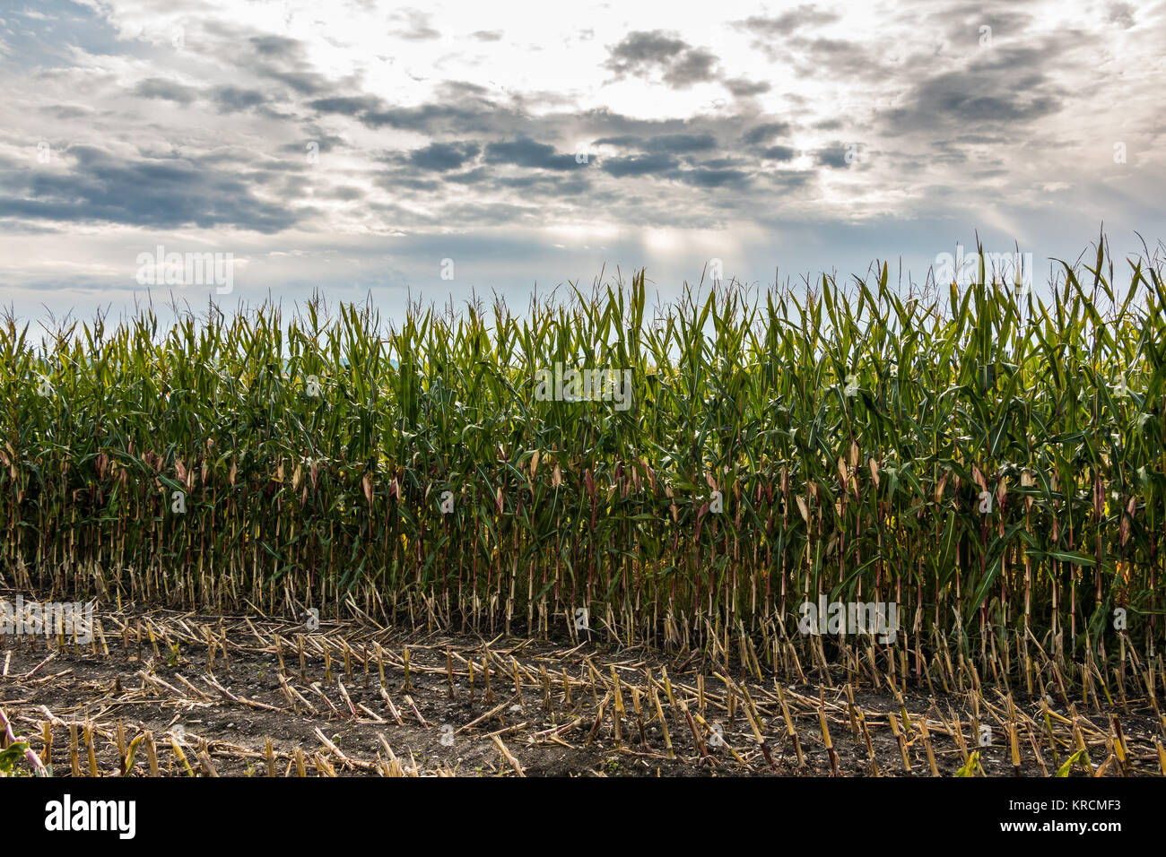 Große grüne Felder von Korn und bewölkter Himmel Stockfoto