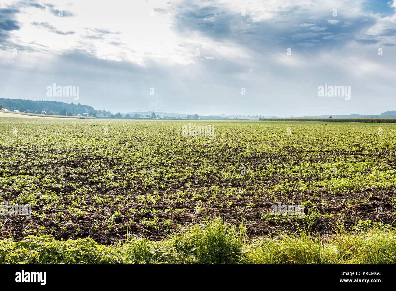 Große grüne Felder von Korn und bewölkter Himmel Stockfoto