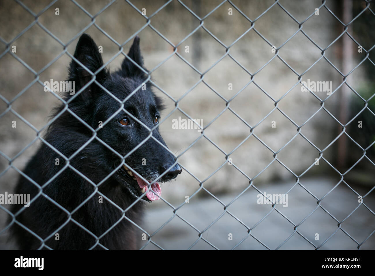 Unterschlupf für obdachlose Hunde - Hund hinter in einem Käfig wartet auf  einen neuen Besitzer, ihn anzunehmen Stockfotografie - Alamy