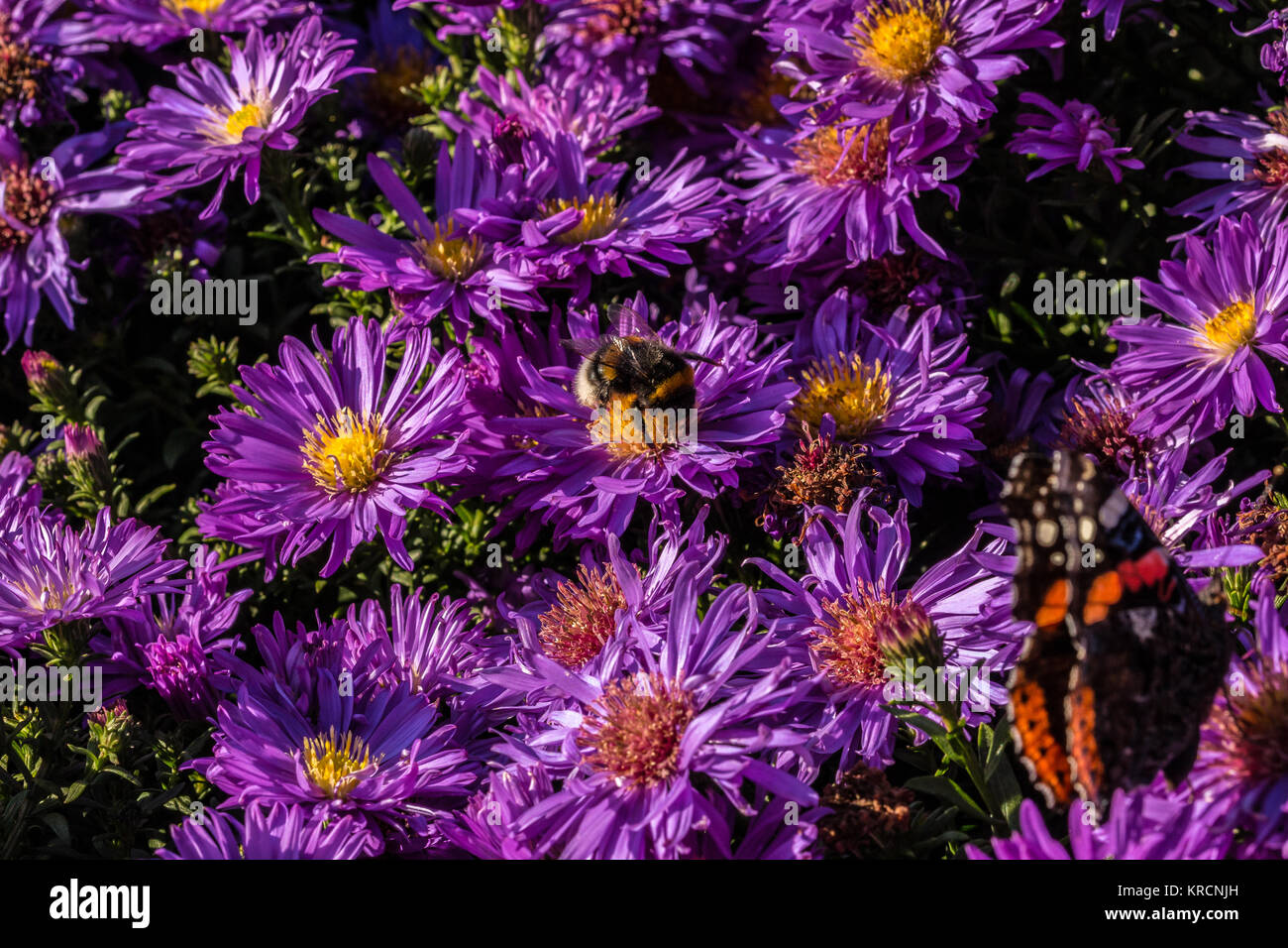 Hummel auf Violett Blumen auf den grünen Bereich des Parks Stockfoto