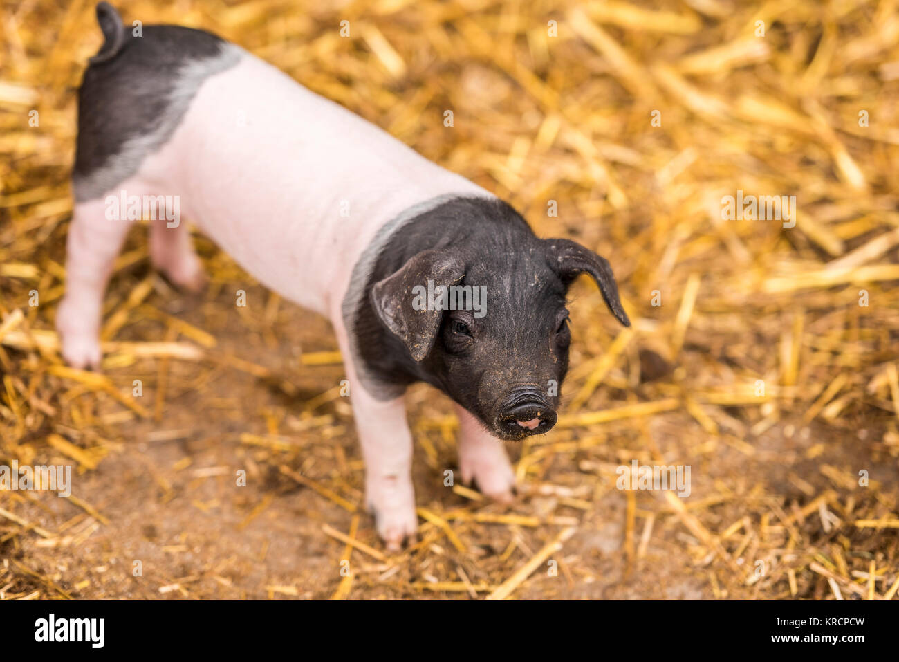 Baby Schwein der deutschen Rasse Stockfoto
