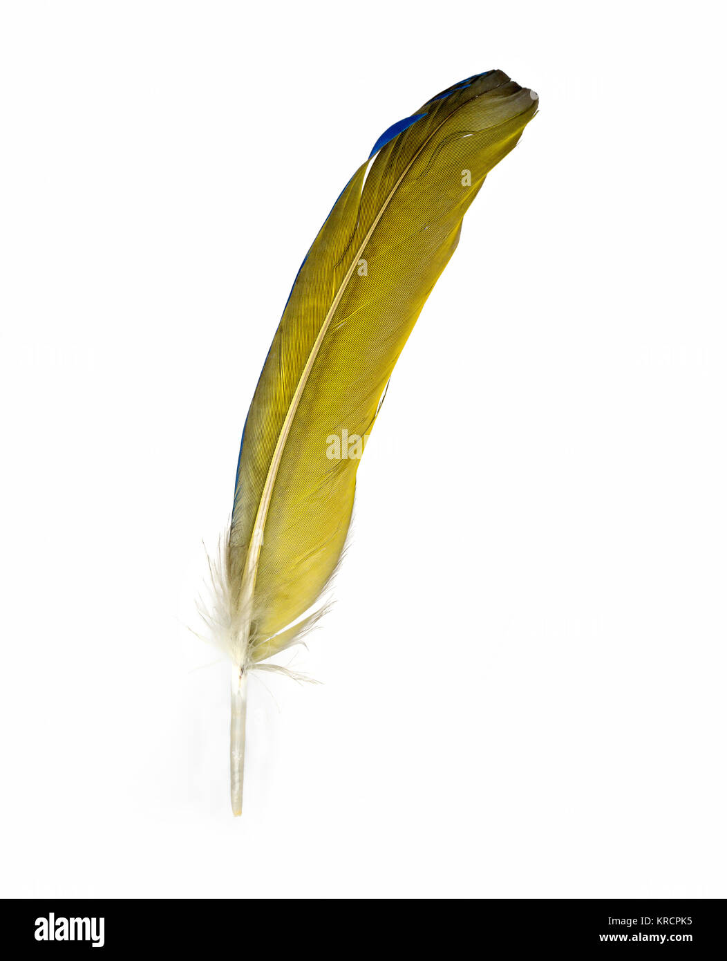 Eine zahlr Feder eines Papageis - Sterben blaugelbe Feder eines Gelbbrustaras Stockfoto