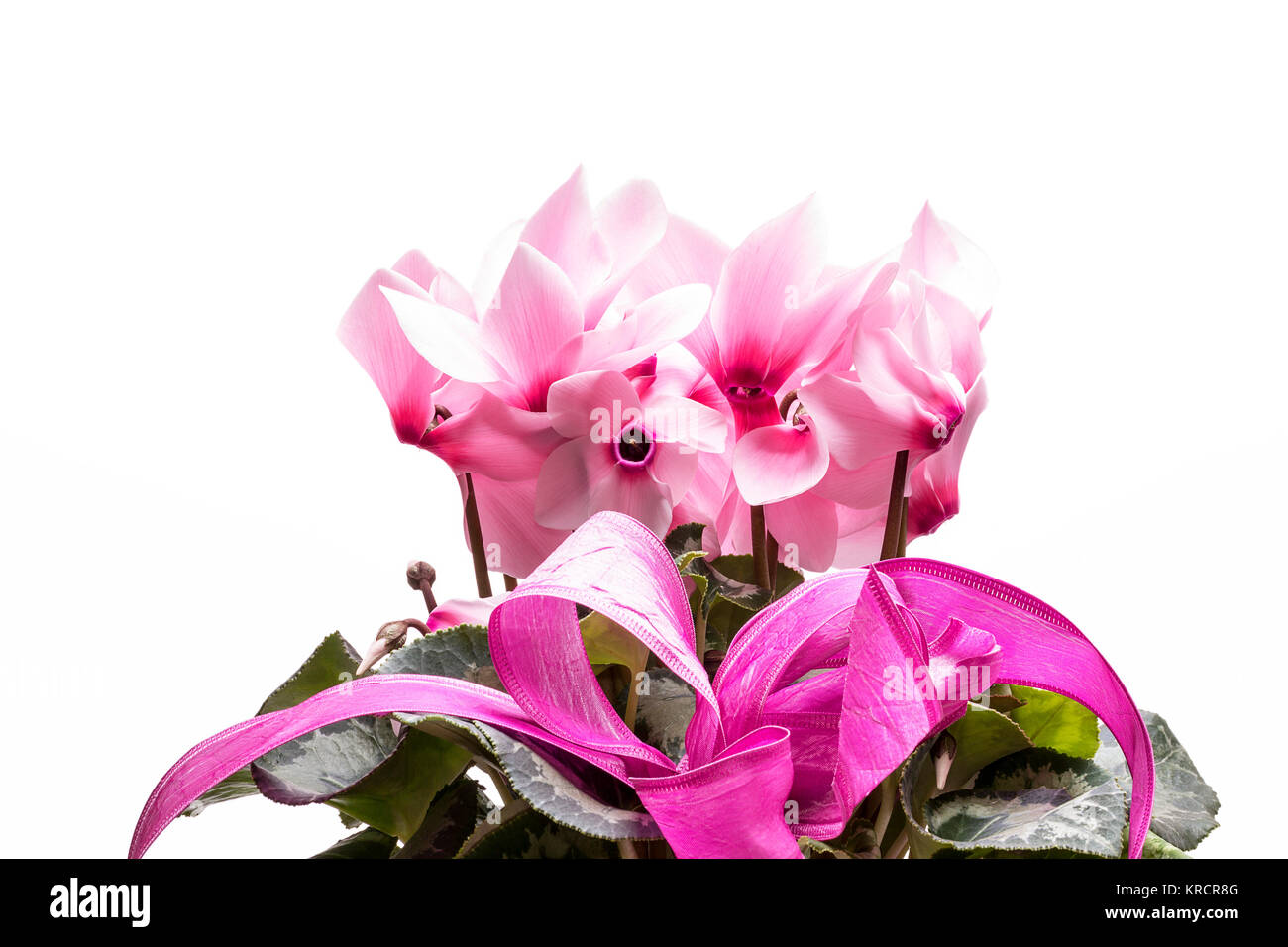 Blumen rosa Cyclamen auf weißem Hintergrund, in der Nähe Stockfoto