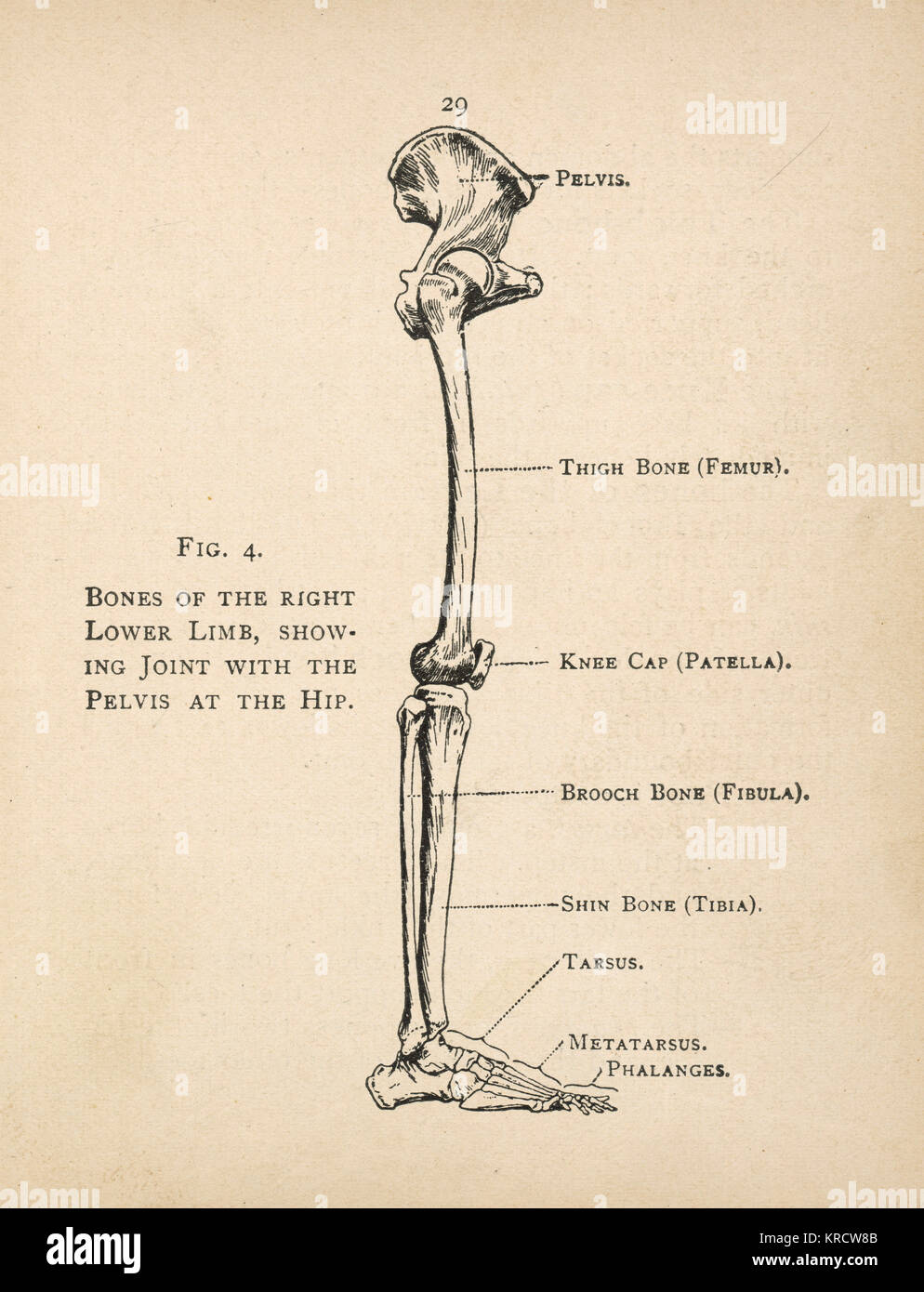 Diagramm der Knochen des rechten Beines, die mit dem Becken an der Hüfte. Datum: 1908 Stockfoto