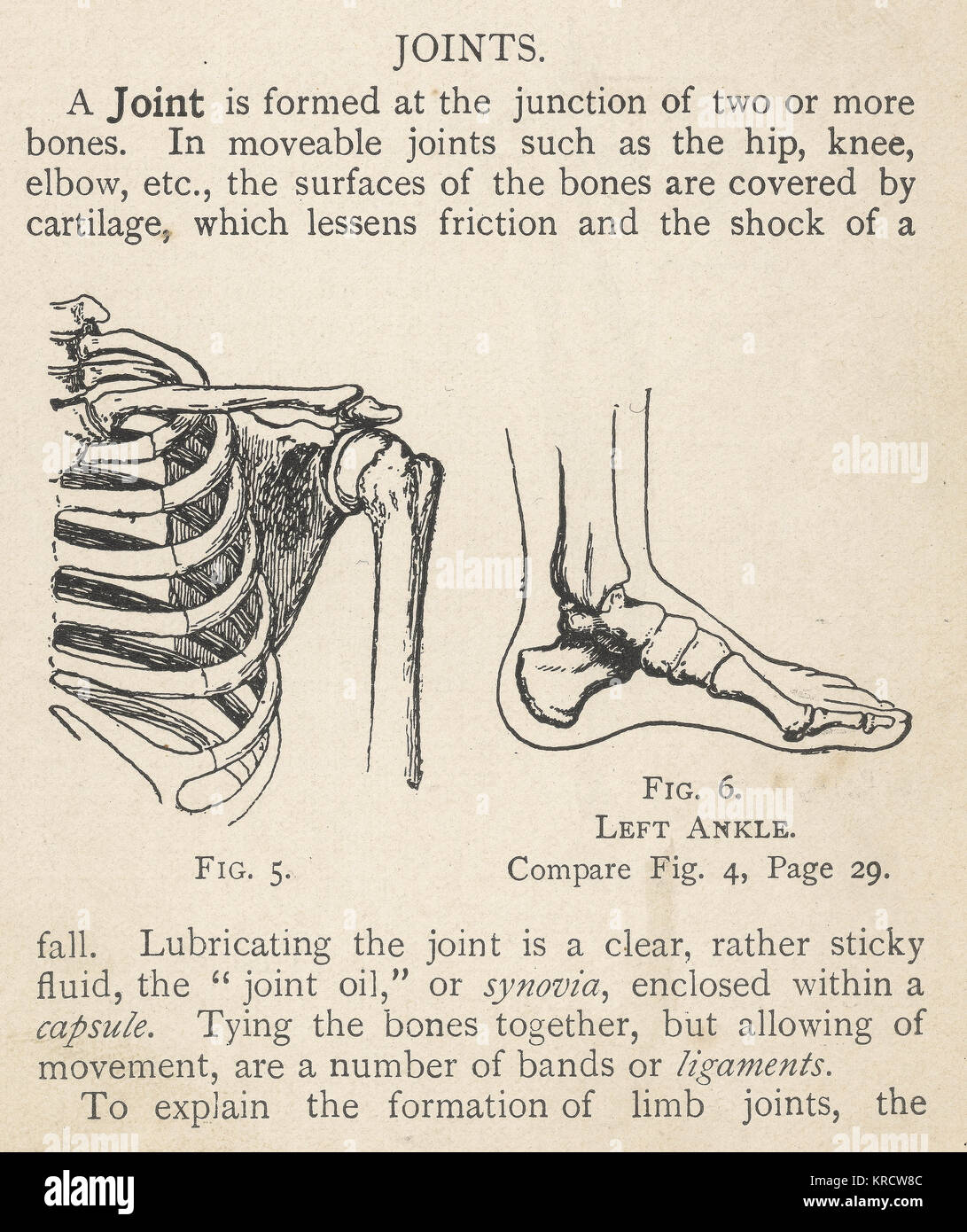 Diagramme menschlicher Schulter- und Sprunggelenke Stockfoto