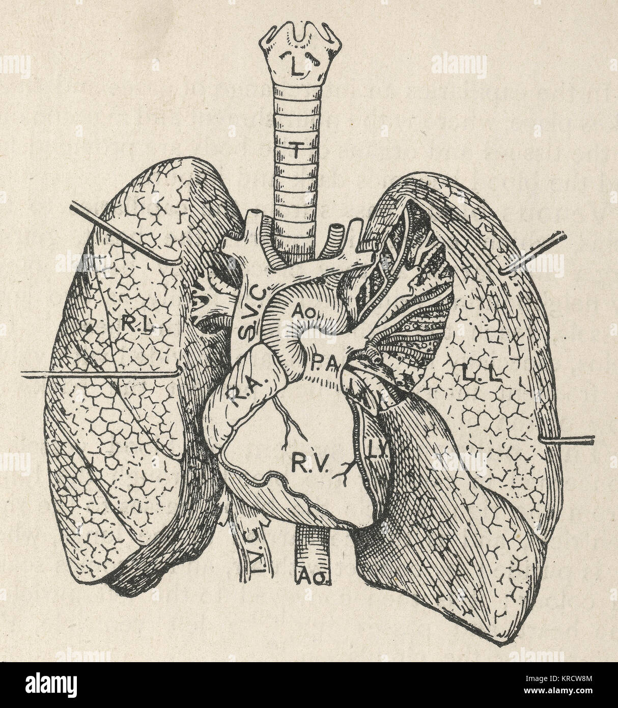 Diagramm von Herz, Lunge und Luftröhre Stockfoto