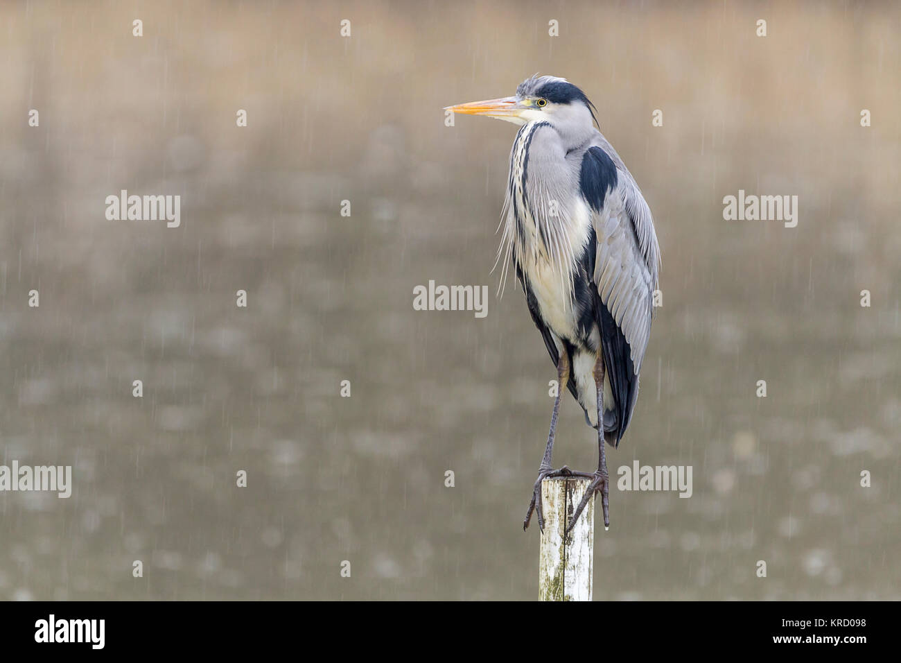 Graureiher (Ardea cinerea) thront auf einem teilweise eingetaucht hölzernen Pfosten aus einem Ausblenden in der warnham Wildlife Reserve Horsham GROSSBRITANNIEN, bei leichtem Regen gesehen. Stockfoto