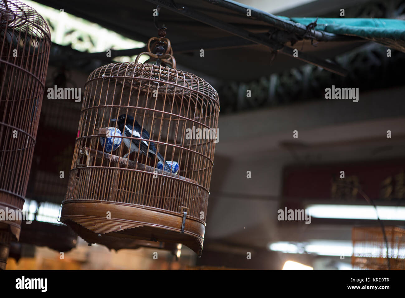 Hong Kong Vogelmarkt Stockfoto