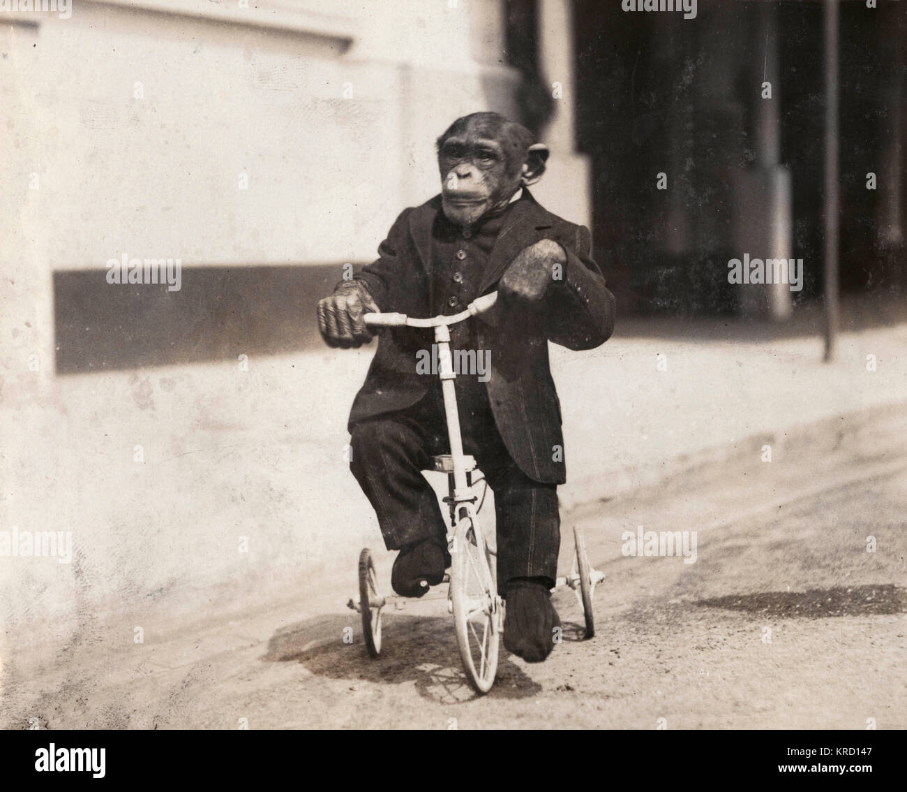 Eine intelligente Schimpanse namens Konsul, die als Teil der Bostock Jungle am Earl's Court Exhibition erschienen. Dieses Foto zeigt ihn für eine Fahrt auf seinem Dreirad. (3 von 3) Datum: 1908 Stockfoto
