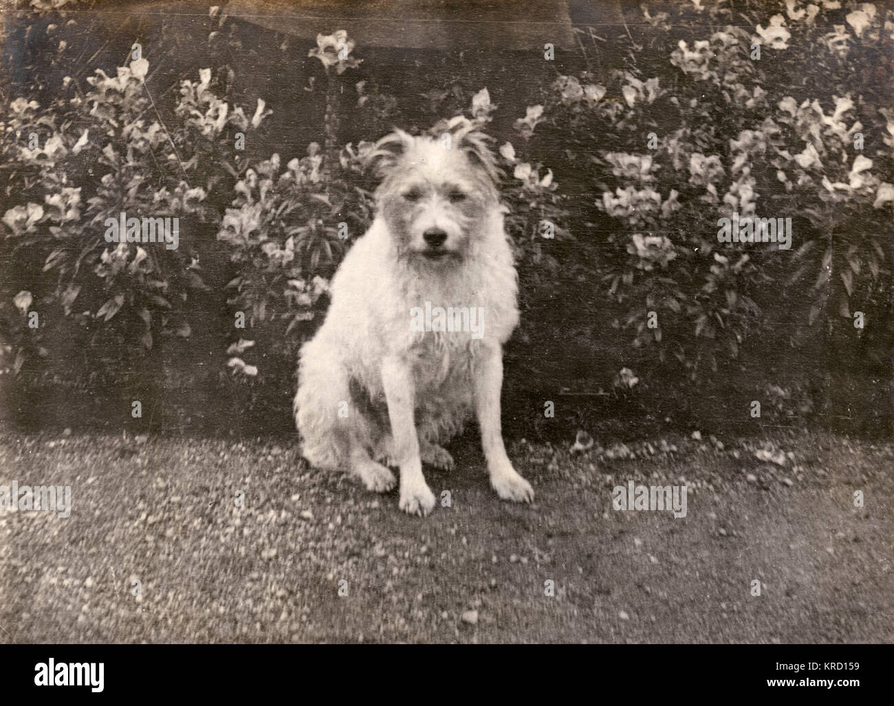 Prinz von Wales (George V) und sein vermisster Hund Stockfoto