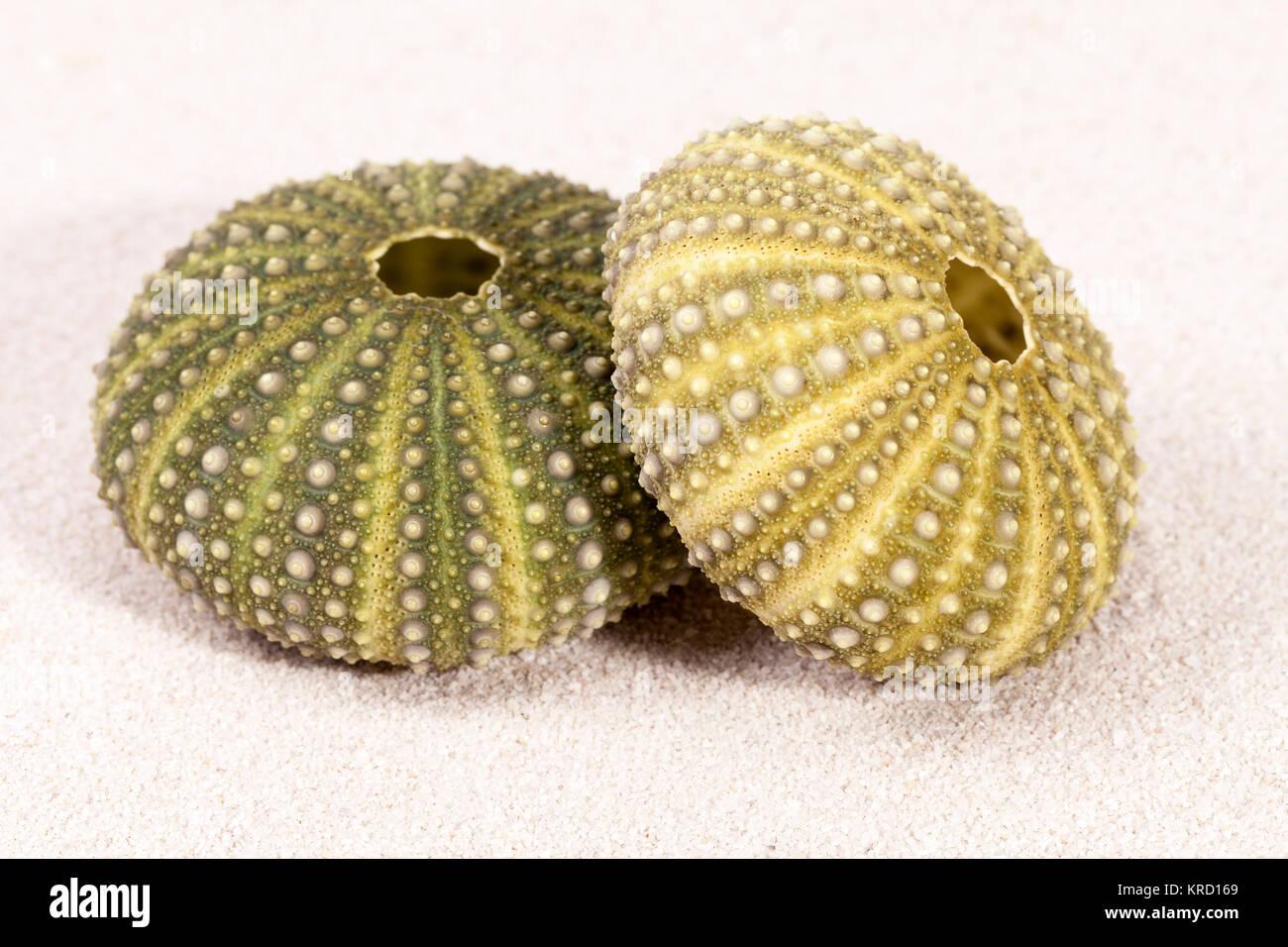 Muscheln grün Seeigel auf Sand Stockfoto