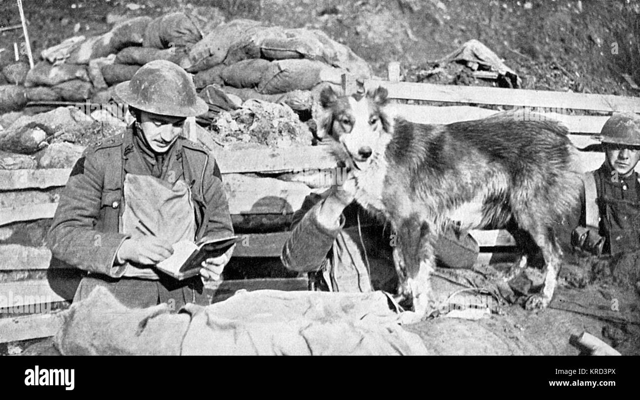 Messenger Hund, Nell. Dieser Hund hat mit der britischen Armee während des Krieges, die Bereitstellung von Nachrichten zwischen Gräben und Sitz und rasch über Landstriche oft unter schweren shell Feuer und gespeichert Kerben der lebt in den Prozess. Datum: 1914-18 Stockfoto