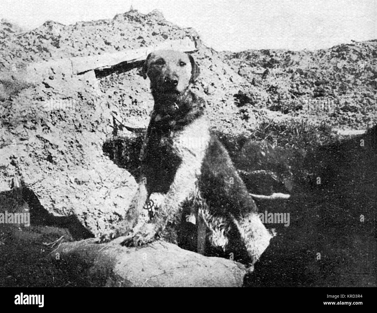 Ein sentry Hund an der Westfront, die an der belgischen Armee im Jahr 1914. Datum: 1914-18 Stockfoto
