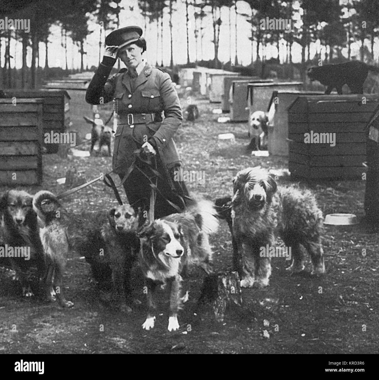 Mrs. Richardson und ihre Hundeschüler, WW1 Stockfoto