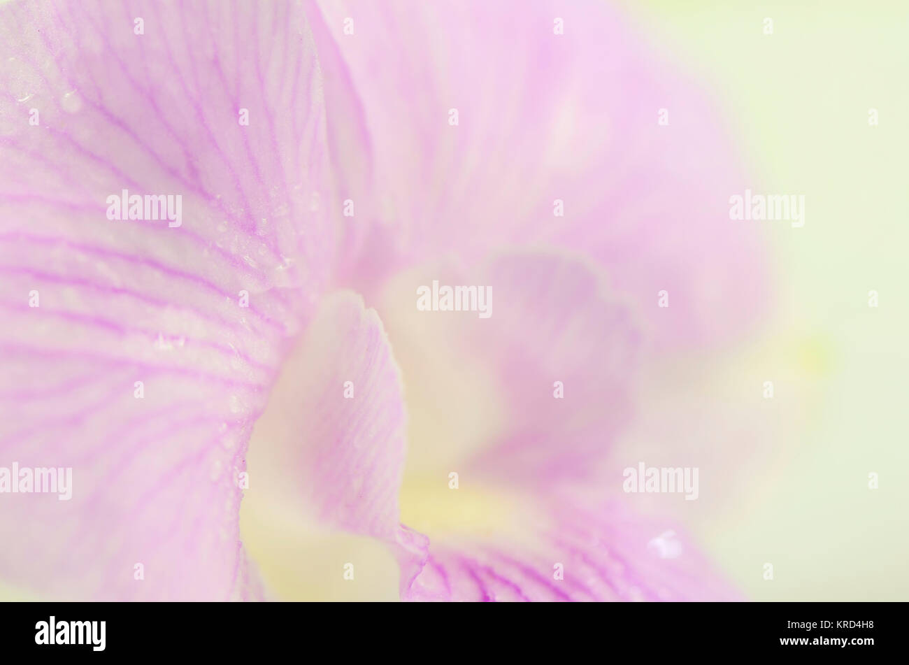 In der Nähe von Orchid Blütenblatt in weiches Licht Ton. Stockfoto