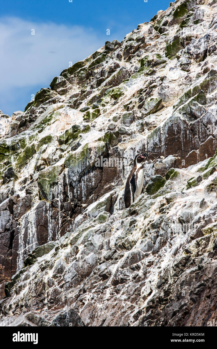 Lonely Humboldt Pinguin bei den Islas Ballestas, Halbinsel Paracas, Peru Stockfoto