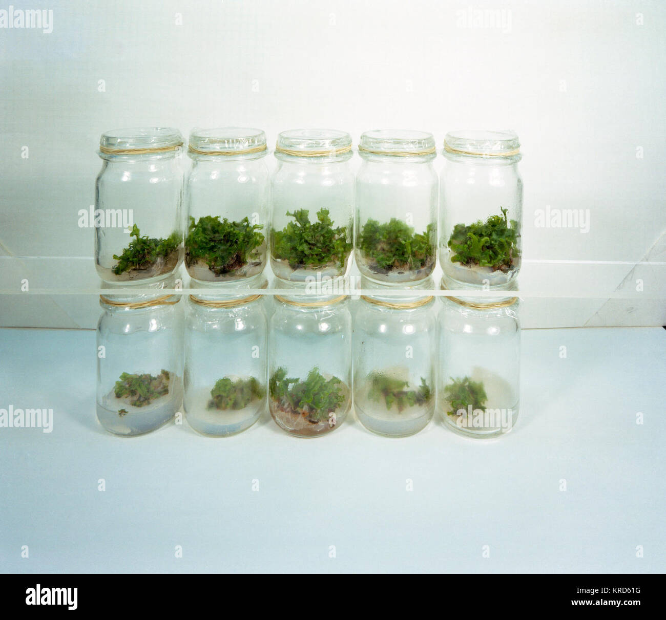 Apollo 11 Muskeltrainings 1. Stockfoto