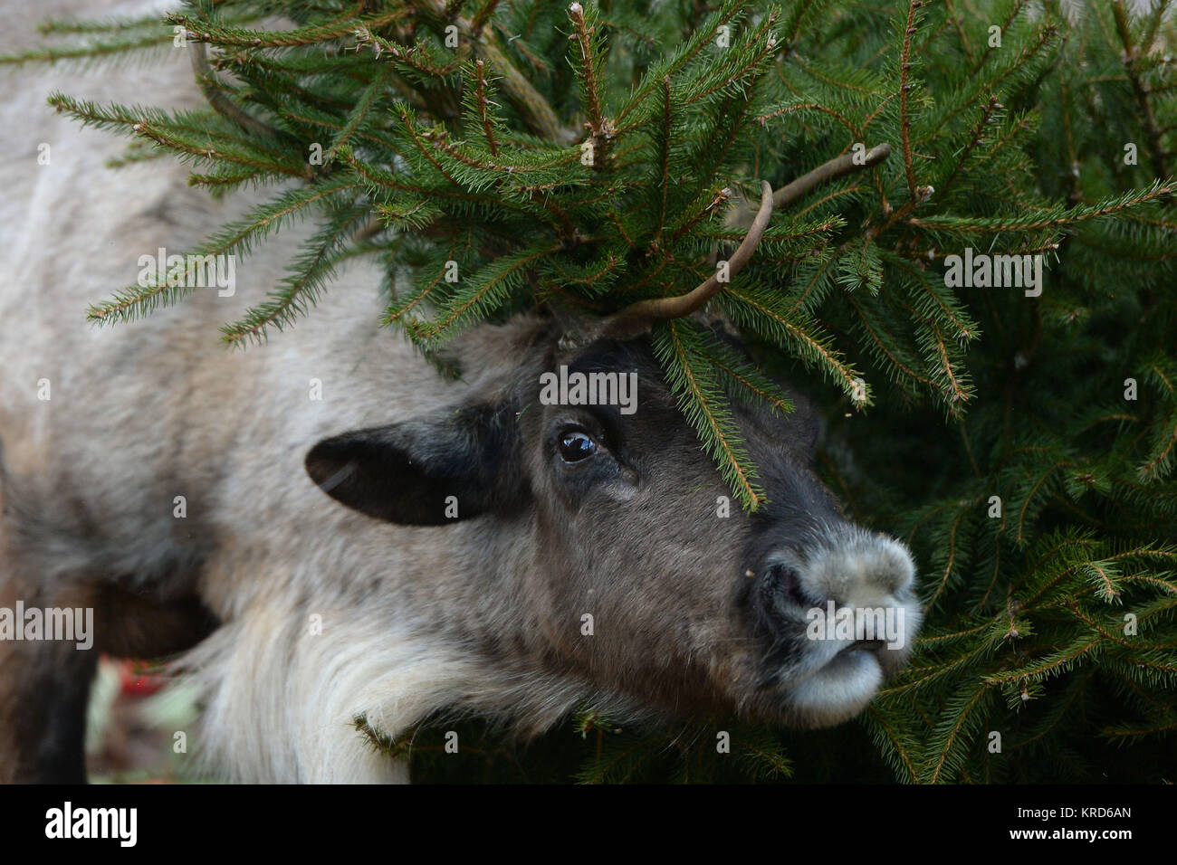 Cedar das Rentier bürsten gegen ein Weihnachtsbaum im ZSL Whipsnade Zoo in Dunstable, Bedfordshire. Stockfoto